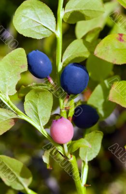 Berries of a bilberry