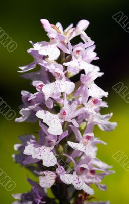 Wild wood orchid