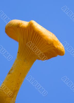 chanterelle