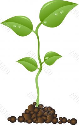 Small plant Small plant