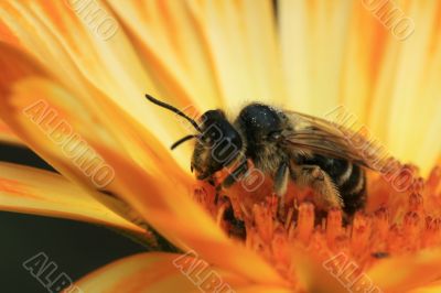 Bee Bee