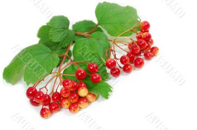 Red berries