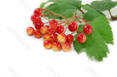 Red berries