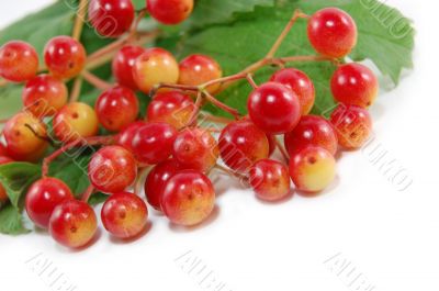 Red berries