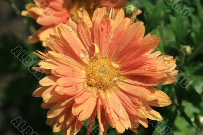 Red daisy Red daisy
