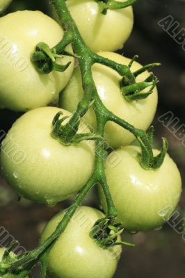 Green tomatoes Green tomatoes