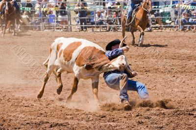 Steer Wrestling