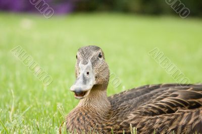 Adorable duck-y