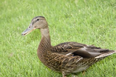 Adorable duck-y Adorable duck-y