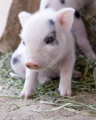 One day old baby piglets