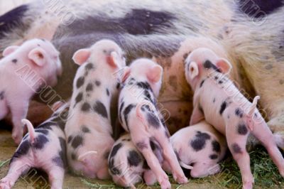 One day old baby piglets