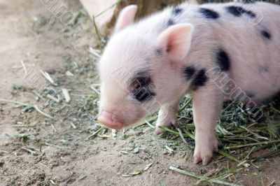 One day old baby piglets