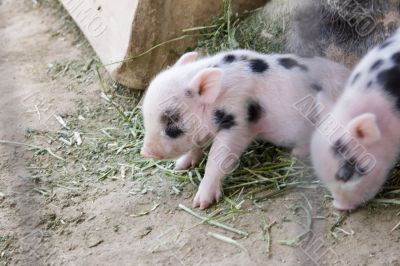 One day old baby piglets