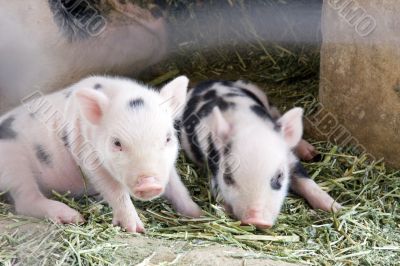 One day old baby piglets