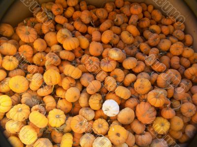 Lots and lots of pumpkins