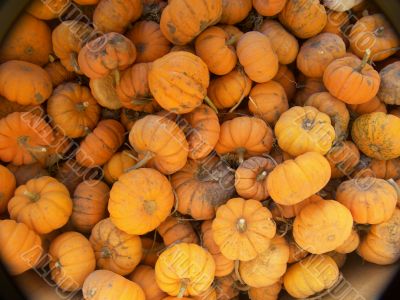 Lots and lots of pumpkins