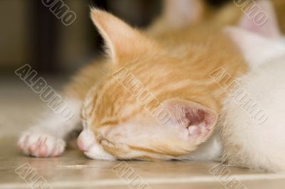 Sleeping orange and white kitten