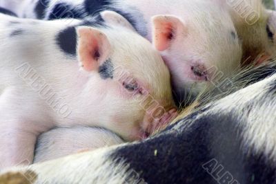Three week old baby piglets