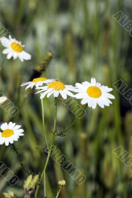 The camomiles on green meadow.