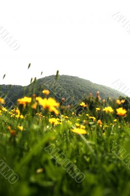 Flowers landscape
