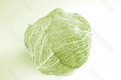 Green cabbage vegetable