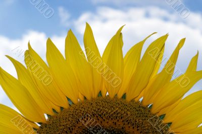 amazing sunflower