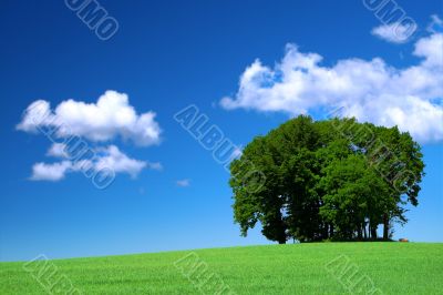 green grass field and a bunch of trees