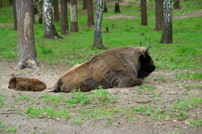 bison and the calf