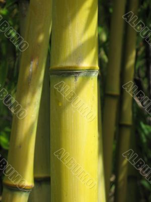 bamboo close up