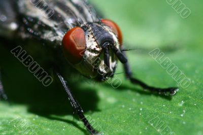 macro fly