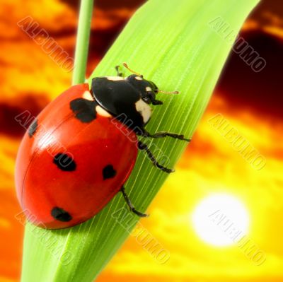 ladybug on grass