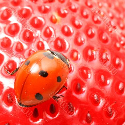 ladybug gourmet