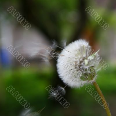 wish dandelion