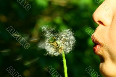 dandelion wish