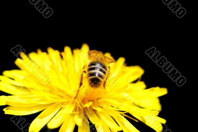 bee
