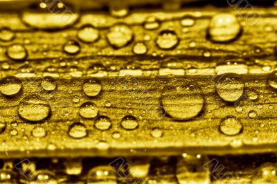 water gold