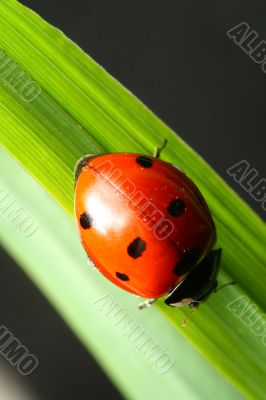 ladybug on grass