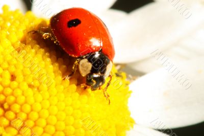 ladybug on camomile