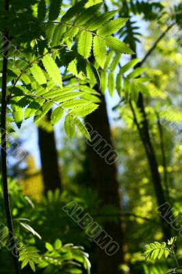 incredible green leaf foliage