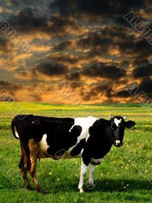 cow sunset