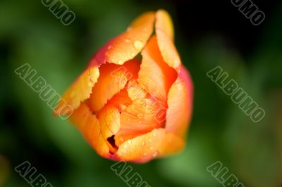 Beautiful tulip Beautiful tulip