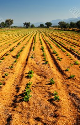 Vegetable farm