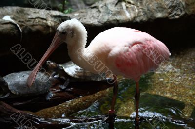 wild bird wild bird