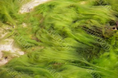 Green underwater plants