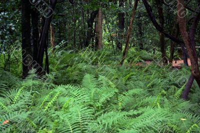 Fern Forest