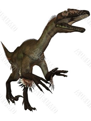 Utahraptor ostrommayorum Utahraptor ostrommayorum