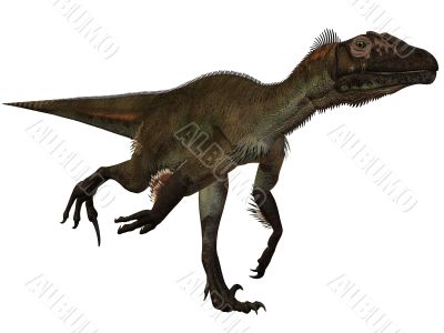 Utahraptor ostrommayorum