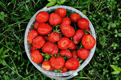 Fresh and juicy, a rain watered, the strawberry in an extra pack Fresh and juicy, a rain watered, the strawberry in an extra pack