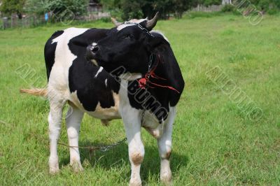 On a green meadow, with a juicy high grass, the big bull has see