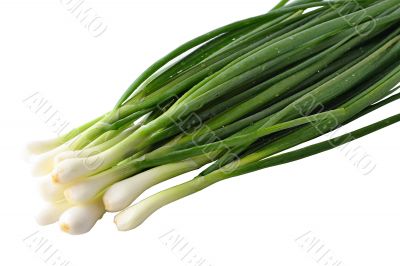 The fresh green onions broken from a bed, dew drop still shine o